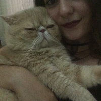 Exotic Shorthair, Kedi  Paşa fotoğrafı