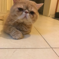 Exotic Shorthair, Kedi  Paşa fotoğrafı