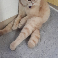 Scottish Fold, Kedi  Suşi fotoğrafı