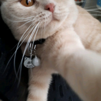 Scottish Fold, Kedi  Suşi fotoğrafı