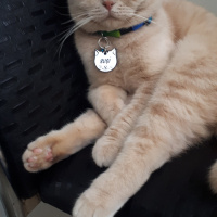 Scottish Fold, Kedi  Suşi fotoğrafı