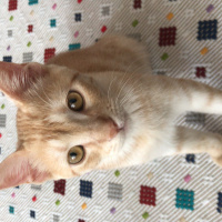 Tekir Kedi, Kedi  Teddy fotoğrafı