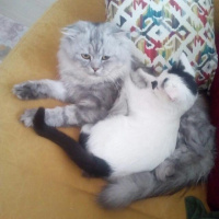 Scottish Fold, Kedi  duman fotoğrafı