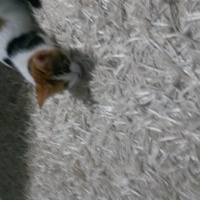 Tekir Kedi, Kedi  Balım fotoğrafı