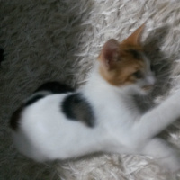 Tekir Kedi, Kedi  Balım fotoğrafı