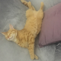 Sarman, Kedi  Çiko fotoğrafı