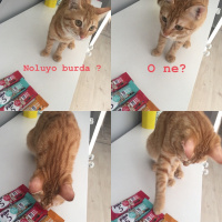 Sarman, Kedi  Çiko fotoğrafı
