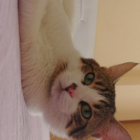 Soke, Kedi  Şimi fotoğrafı