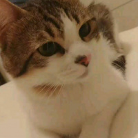 Soke, Kedi  Şimi fotoğrafı