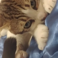 Soke, Kedi  Şimi fotoğrafı