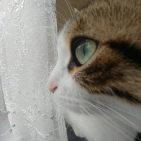 Soke, Kedi  Şimi fotoğrafı
