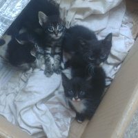 Soke, Kedi  Şimi fotoğrafı