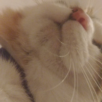 Soke, Kedi  Şimi fotoğrafı