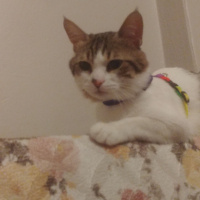 Soke, Kedi  Şimi fotoğrafı