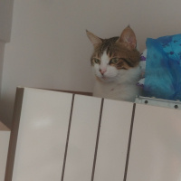 Soke, Kedi  Şimi fotoğrafı