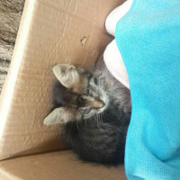 Tekir Kedi, Kedi  Patso fotoğrafı