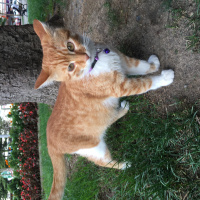Sarman, Kedi  Pamuk fotoğrafı