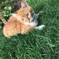 Sarman, Kedi  Pamuk fotoğrafı