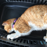 Sarman, Kedi  Pamuk fotoğrafı
