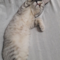 British Shorthair, Kedi  Ozzy fotoğrafı