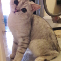 British Shorthair, Kedi  Ozzy fotoğrafı