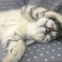 British Shorthair, Kedi  Ozzy fotoğrafı