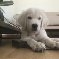 Golden Retriever, Köpek  Pablo fotoğrafı