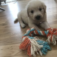 Golden Retriever, Köpek  Pablo fotoğrafı