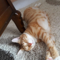 Sarman, Kedi  Rıfkı fotoğrafı