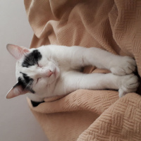 Tekir Kedi, Kedi  Zeytin fotoğrafı