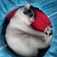 Tekir Kedi, Kedi  Zeytin fotoğrafı