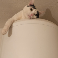 Tekir Kedi, Kedi  Zeytin fotoğrafı