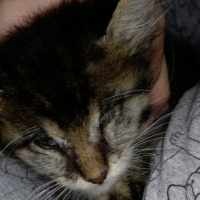 Tekir Kedi, Kedi  Patso fotoğrafı