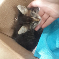 Tekir Kedi, Kedi  Patso fotoğrafı