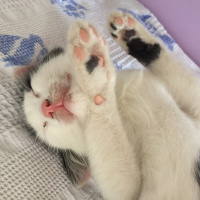 Tekir Kedi, Kedi  Haşmet fotoğrafı
