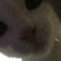 Tekir Kedi, Kedi  Haşmet fotoğrafı