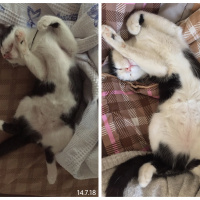 Tekir Kedi, Kedi  Haşmet fotoğrafı