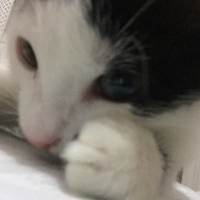 Tekir Kedi, Kedi  Haşmet fotoğrafı