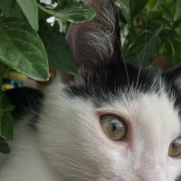 Tekir Kedi, Kedi  Haşmet fotoğrafı