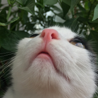 Tekir Kedi, Kedi  Haşmet fotoğrafı