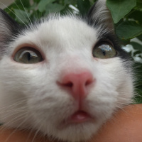 Tekir Kedi, Kedi  Haşmet fotoğrafı