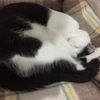 Tekir Kedi, Kedi  Haşmet fotoğrafı
