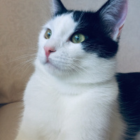 Tekir Kedi, Kedi  Haşmet fotoğrafı
