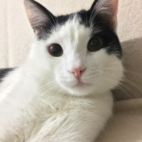 Tekir Kedi, Kedi  Haşmet fotoğrafı