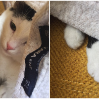 Tekir Kedi, Kedi  Haşmet fotoğrafı