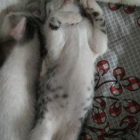 Tekir Kedi, Kedi  sürpriz fotoğrafı