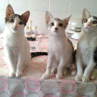Tekir Kedi, Kedi  sürpriz fotoğrafı