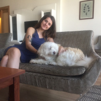 Maltese, Köpek  Tina fotoğrafı