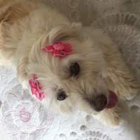 Maltese, Köpek  Tina fotoğrafı