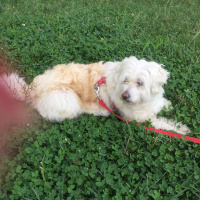 Maltese, Köpek  Tina fotoğrafı